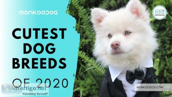 Meet The Cutest Dog Breeds In The World 2021