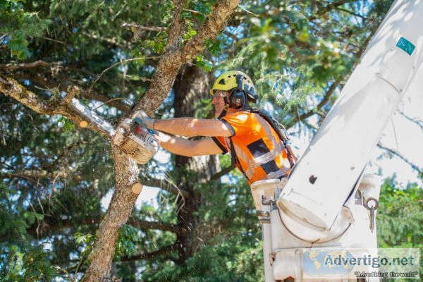 Why You Should Hire a Professional Arborist