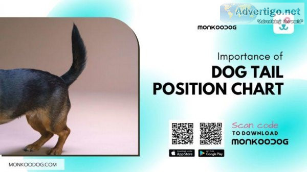 Importance Of Dog Tail Position Chart