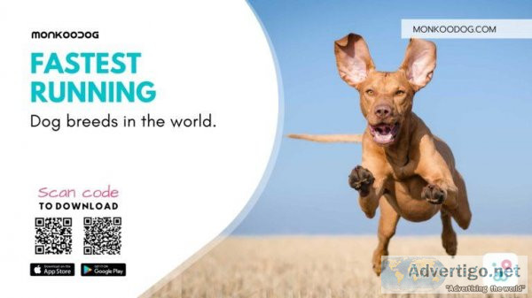 Top 9 Fastest Dog Breeds In The World