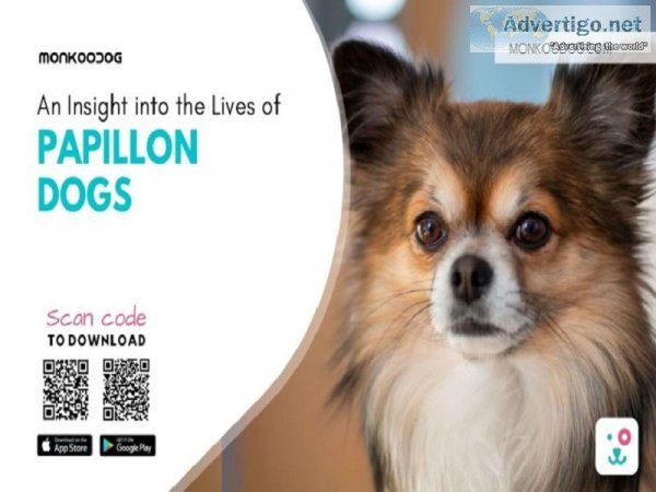 An Insight Into The Lives Of Papillon Dogs