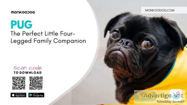 Pug The Perfect Little Four-Legged Family Companion