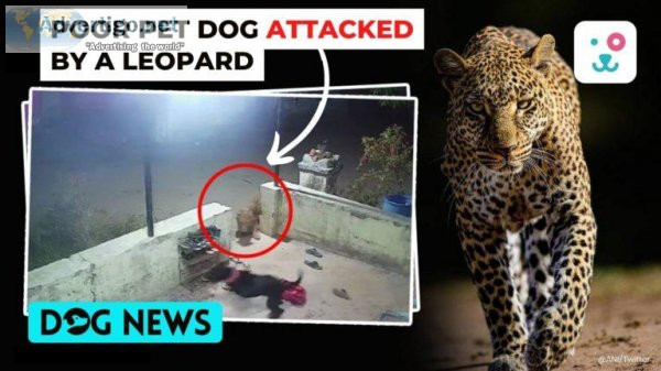 Poor Pet Dog Attacked By A Leopard In A Horrifying Incident
