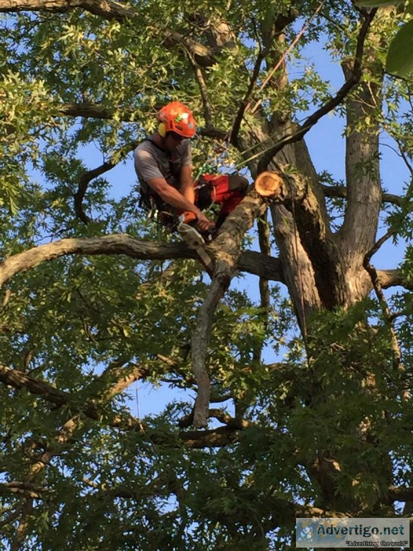 When Arborists Should Use Tree Climbing Spikes