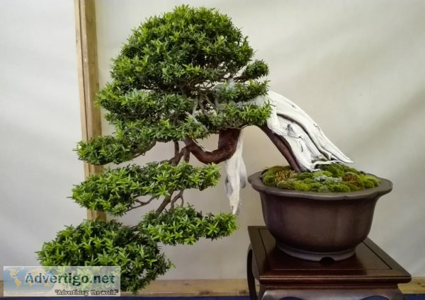 Buy artificial bonsai at wholesale price online