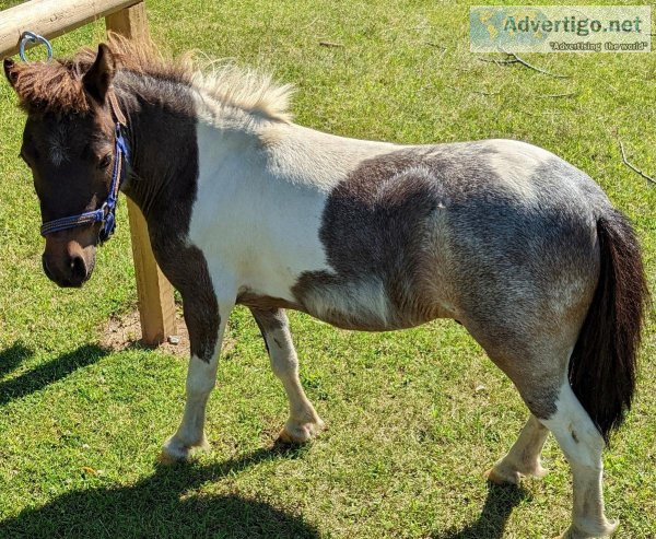 FOR SALE MINIATURE HORSE