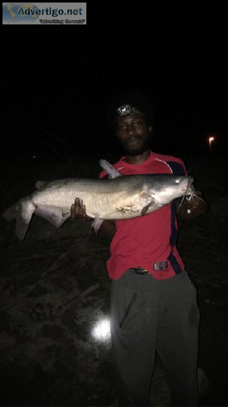 Bank Catfishing trips