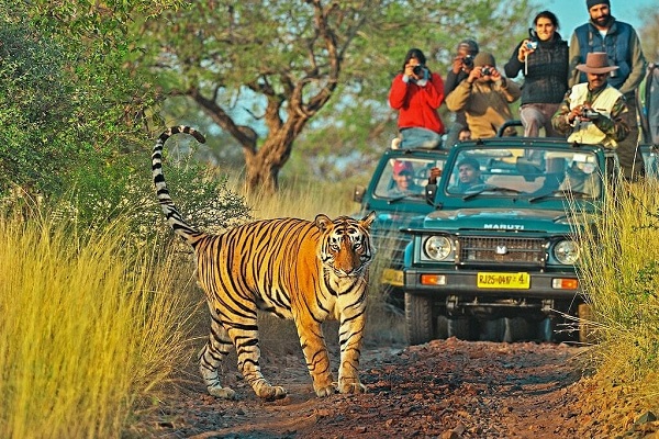 Hire Affordable Ranthambore National Park Tour Packages.