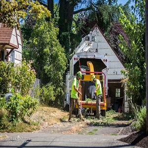 Three Decades Of Expert Tree Service In Mcminnville Oregon
