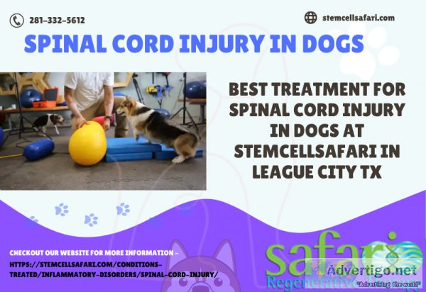 Best Treatment For Spinal Cord Injury in Dogs at Stemcellsafari 