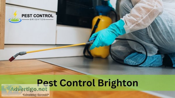 Pest control brighton