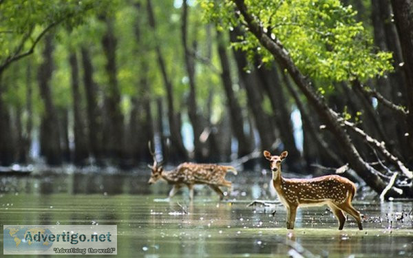 Book best sundarban tour packages | sunderban tour