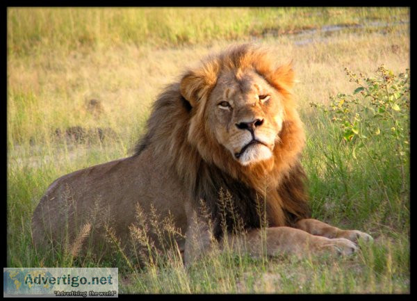 Affordable gir tour package