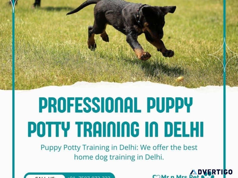 Professional Puppy Potty Training in Delhi