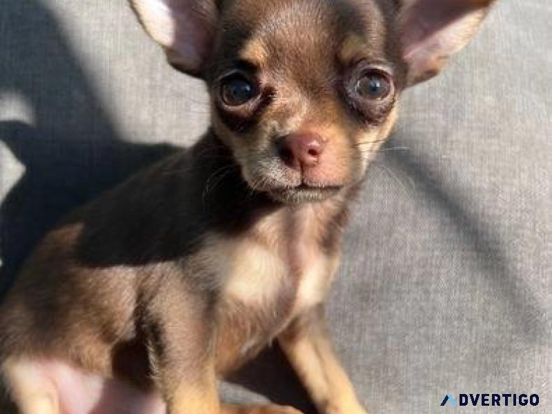 AKC registered chihuahua puppies