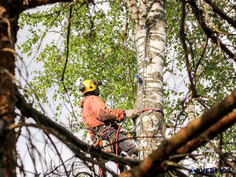 How to Find a Trusted Arborist