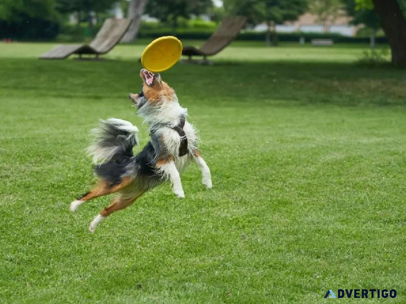 Back To School Pet Safety - Veterinarians in Cedar City UT
