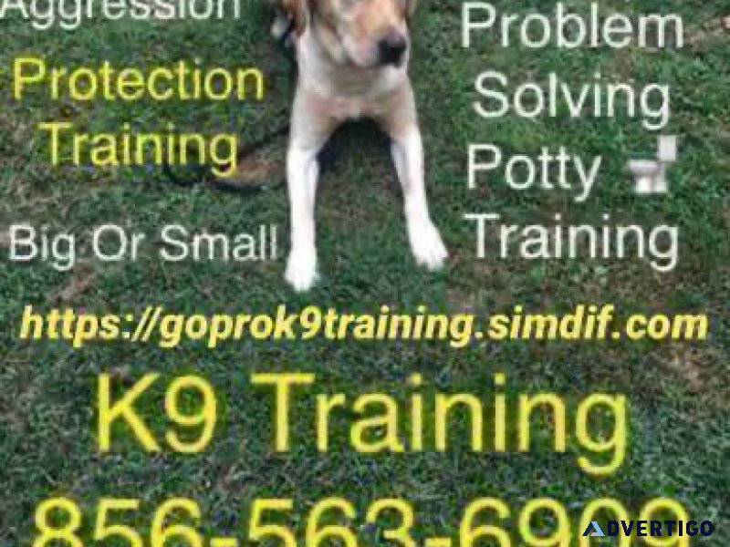 Training your dog