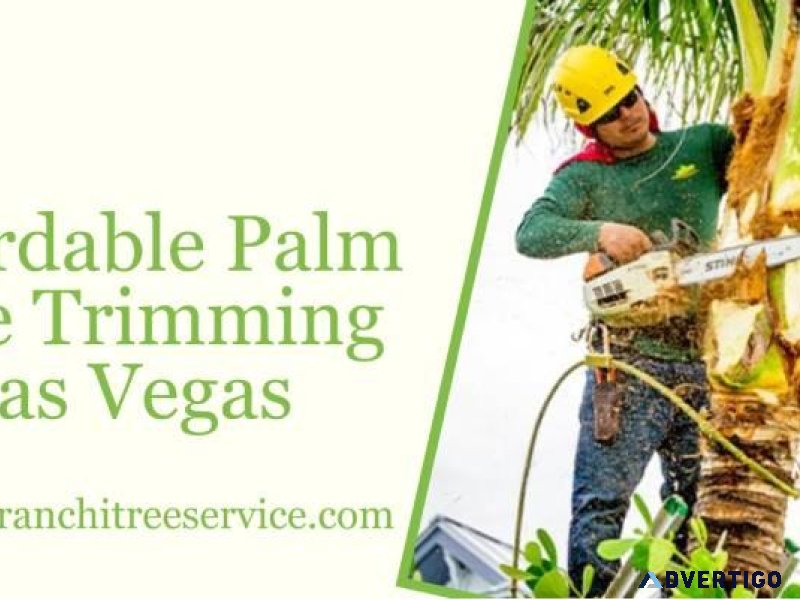 Affordable Palm Tree Trimming Las Vegas