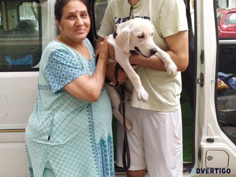 Domestic Pet Transportation service in India