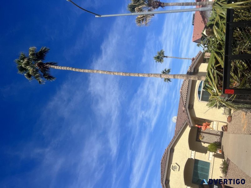 Tree service