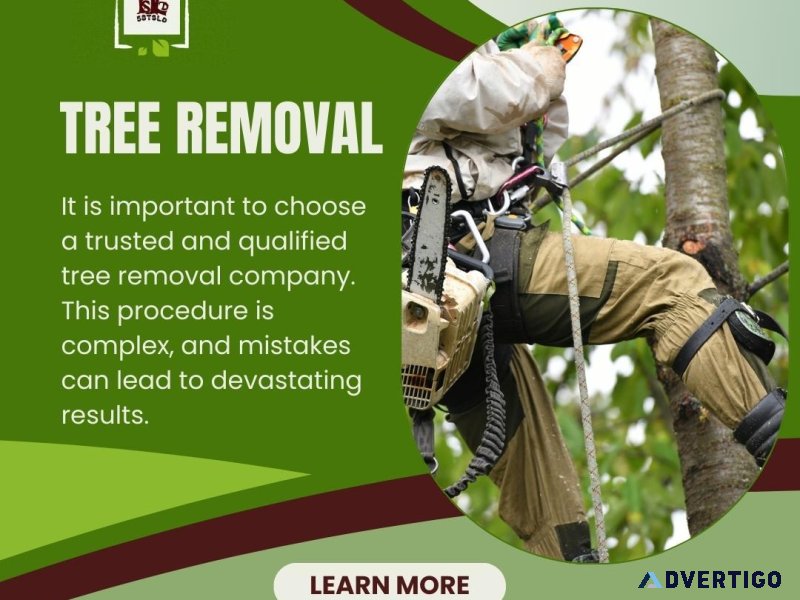 Trusted and Qualified Tree Removal Company