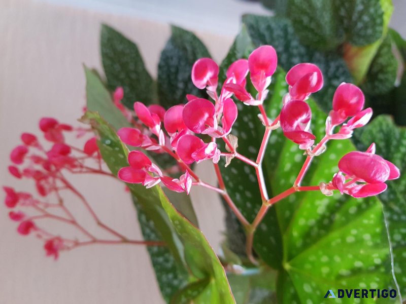 Indoor plants