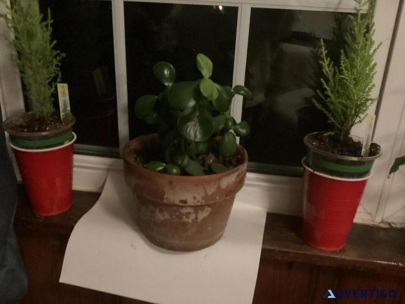 Money plant