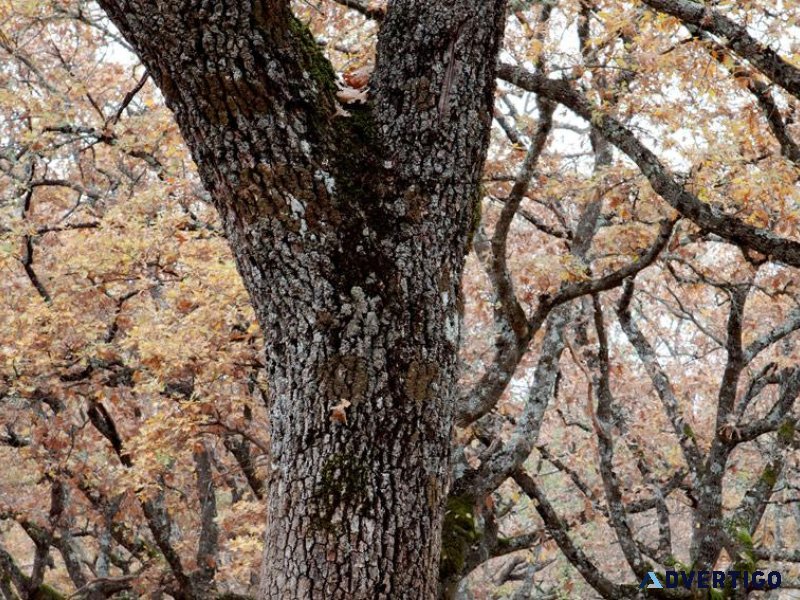 Co-Dominant Tree Stem Issues