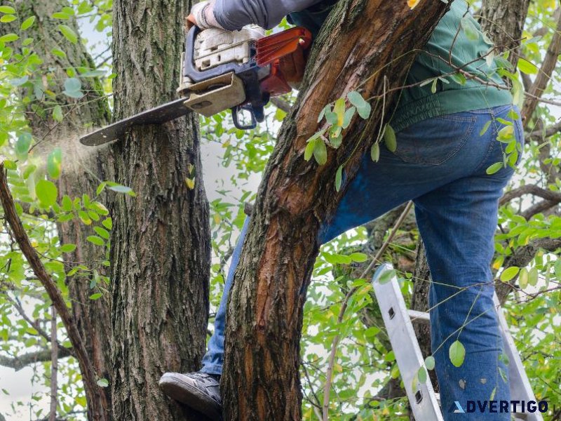 Toronto Tree Removal by Five Star Tree Services