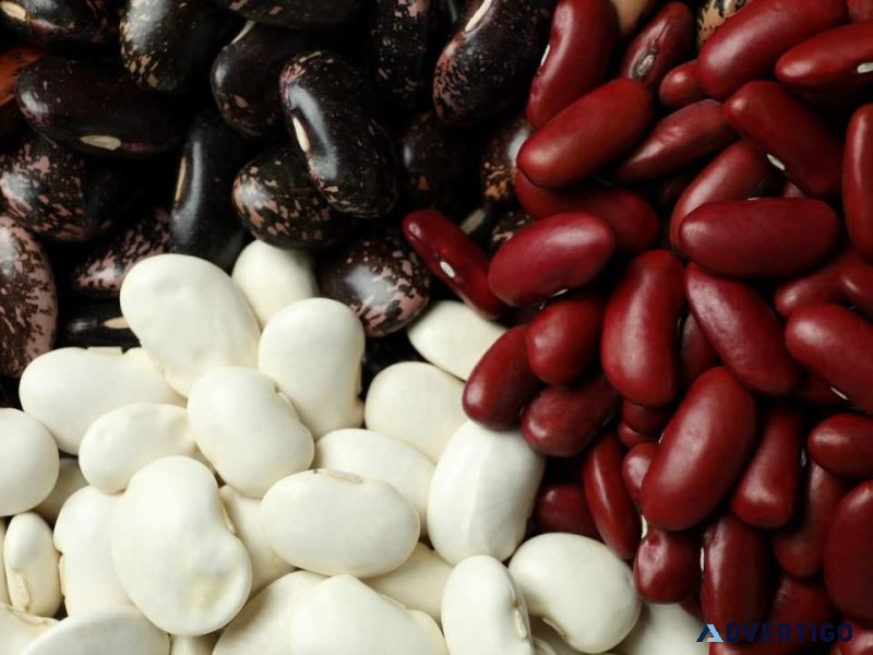 Exporter and Supplier of Canadian White Black and Red Beans