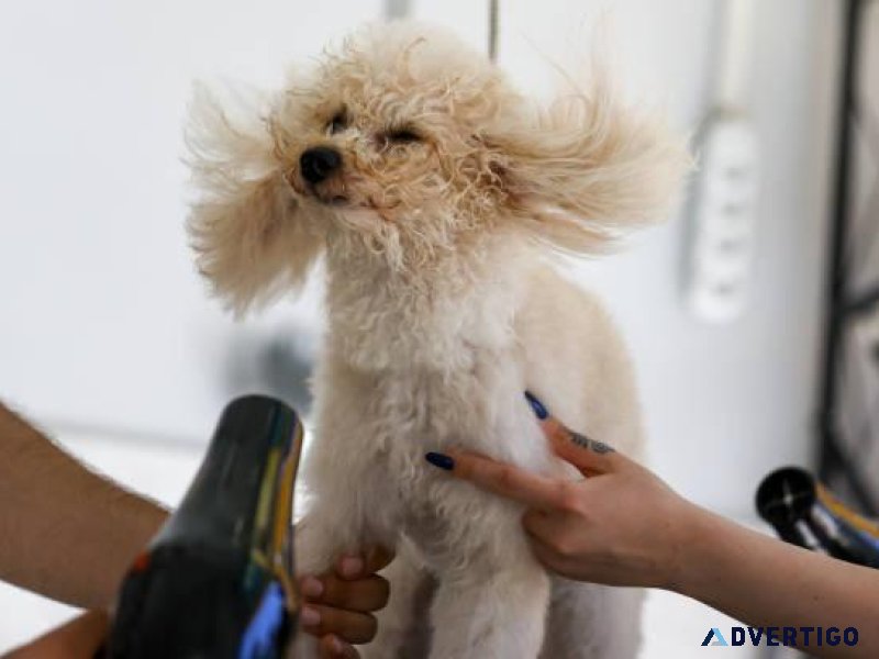 Dog Groomers in Surat Dog Baths Haircuts Nail Trimming