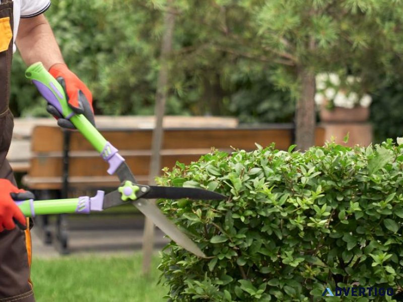 Expert Hedge and Shrub Trimming Services in Toronto