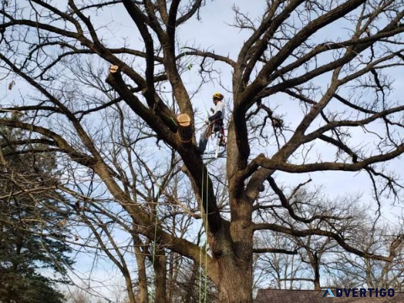 Tree trimming and limb removal