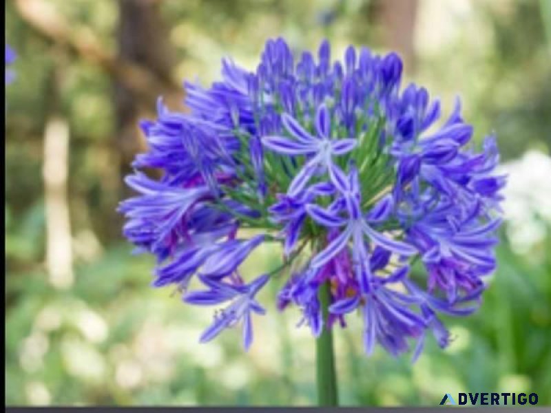 Agapanthus