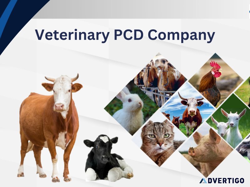 Veterinary pcd company: leading innovations in animal health