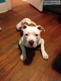 Lost Young Pit Bull