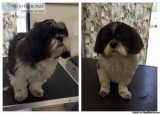 Professional All Breed Dog and Cat Grooming