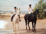 Horseback Riding Lessons and Training