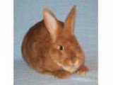 Adopt Teddy a Bunny Rabbit