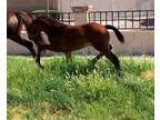 World class dressage breed - Spectacular dark bay KWPN colt