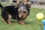 Wonderful teacup yorkie puppies for adop