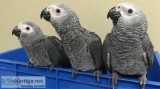 African greys