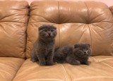  pure-breed scottish fold kittens for re