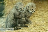 Cheetah cubs for sale now