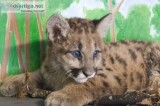 Cougar cubs for sale