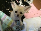 Fennec fox for sale