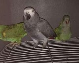 African grey parrot