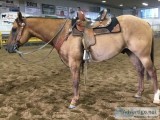 Good looking 5yr old dun/roan aqha geldi