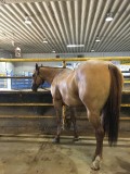  gelding horse for sale